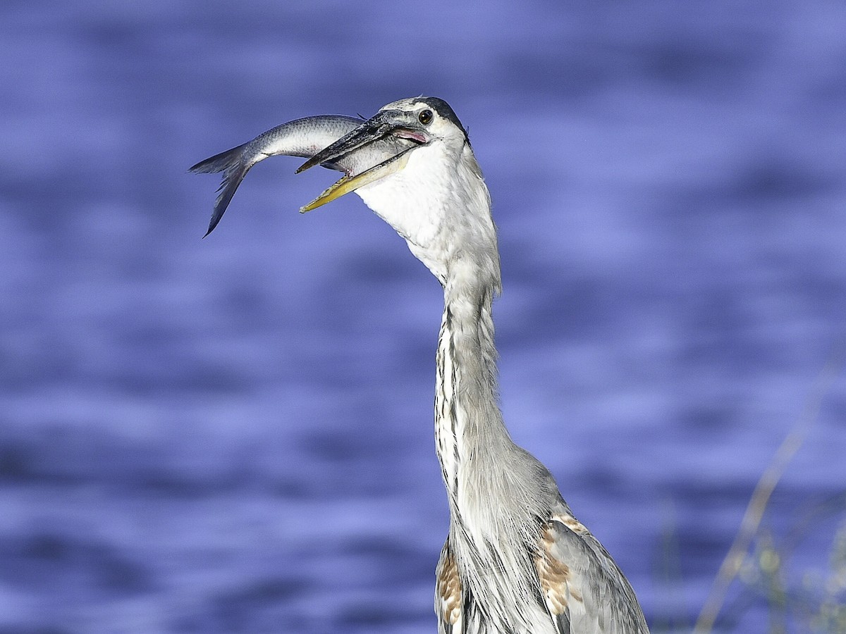 Great Blue Heron - ML642361337