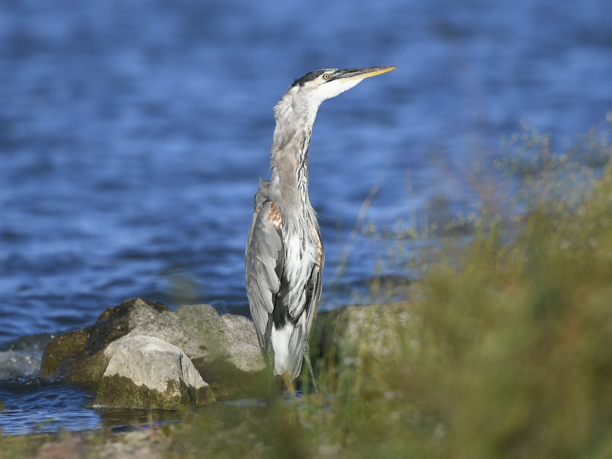 Great Blue Heron - ML642361338