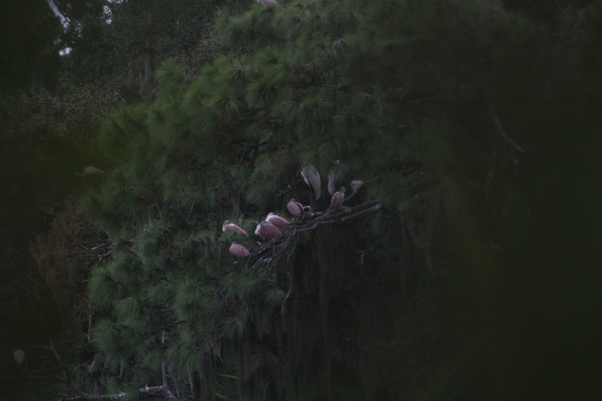 Roseate Spoonbill - ML642361378