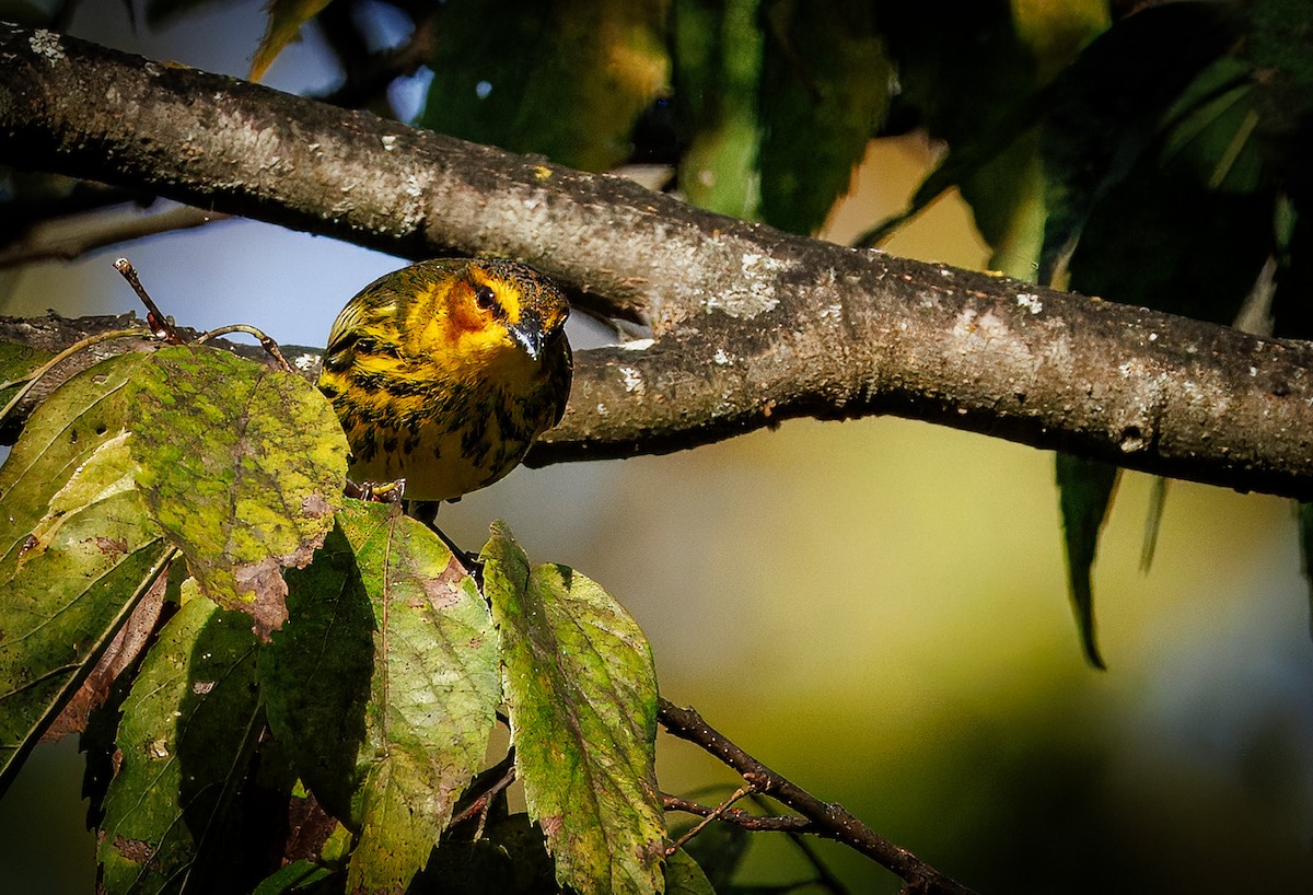 Cape May Warbler - ML642361412