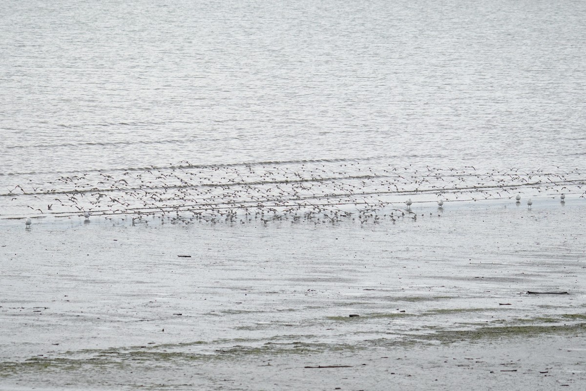 Western Sandpiper - ML642361415