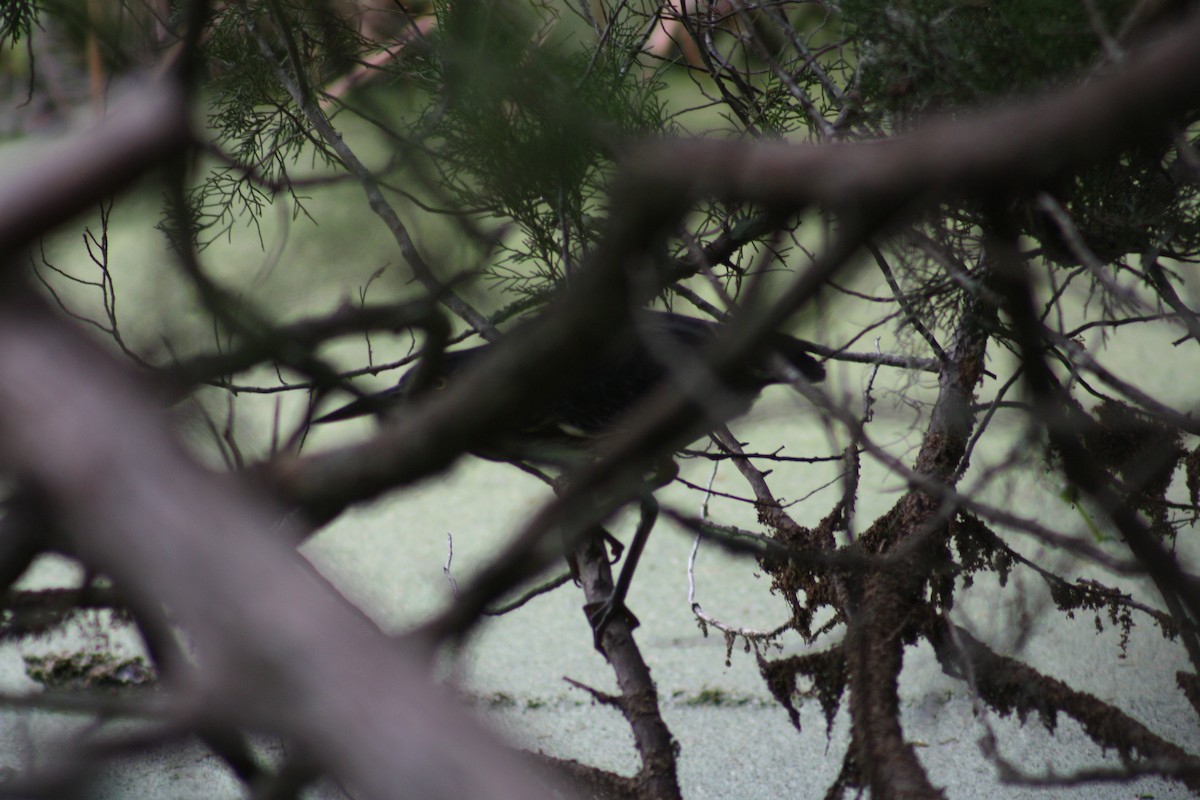 Green Heron - ML642361417