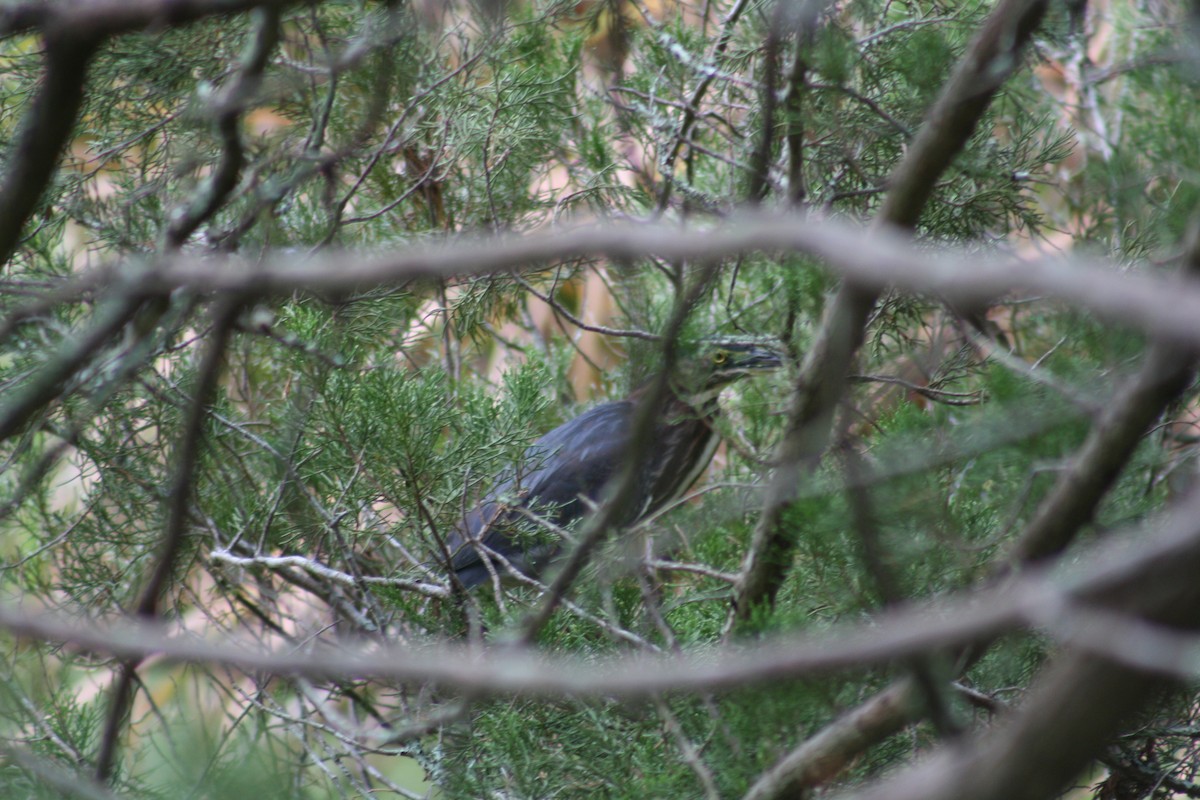 Green Heron - ML642361419