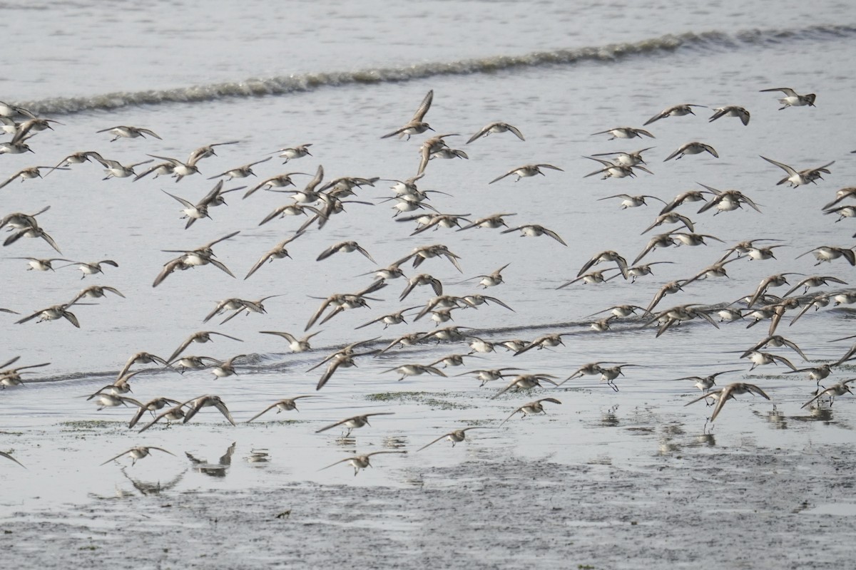 Western Sandpiper - ML642361426