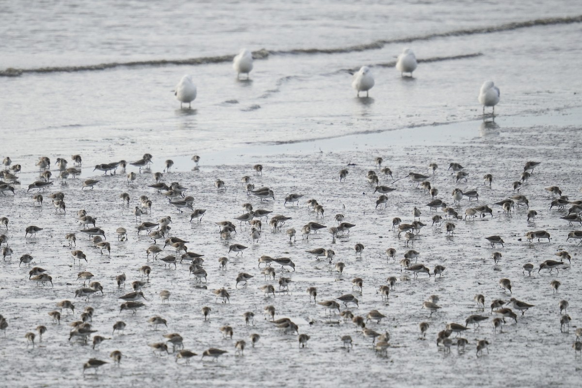 Western Sandpiper - ML642361434