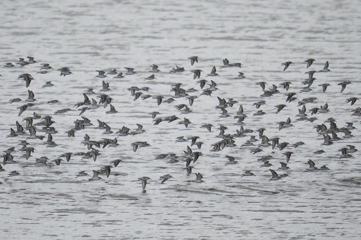 Western Sandpiper - ML642361438