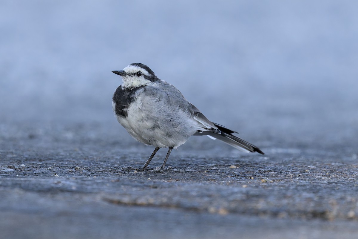 White Wagtail - ML642361440