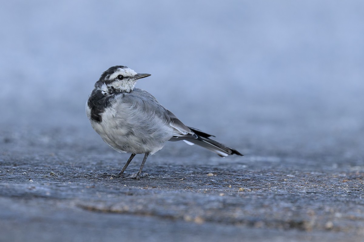 White Wagtail - ML642361441