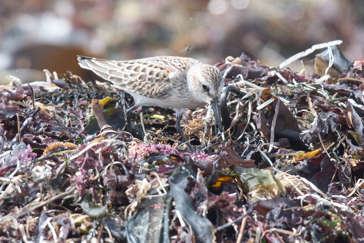 Western Sandpiper - ML642361442