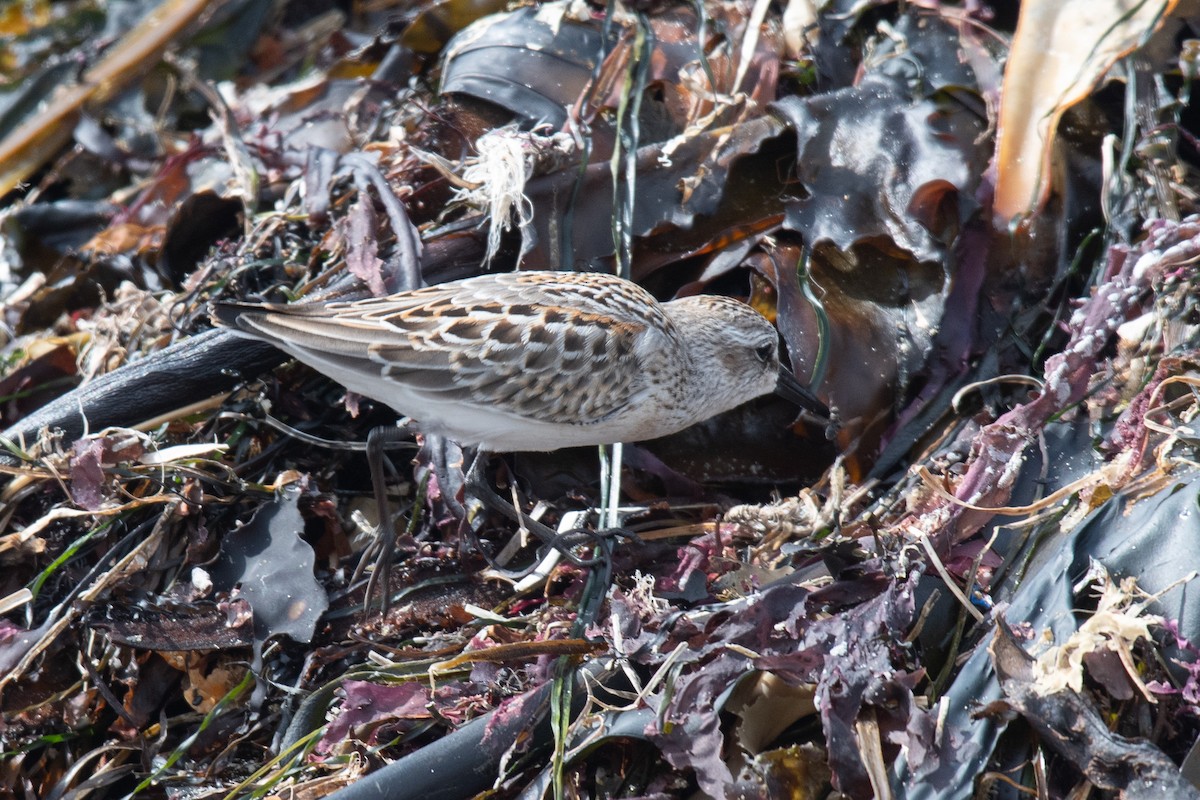Western Sandpiper - ML642361443