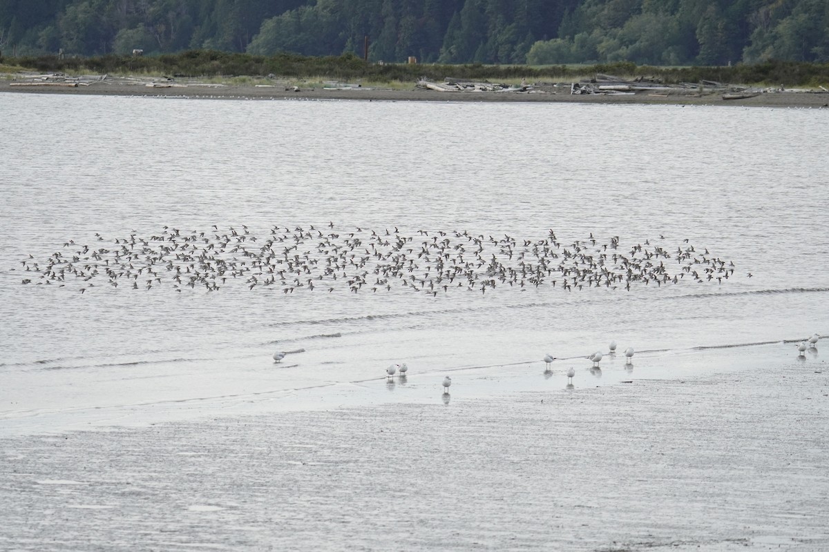 Western Sandpiper - ML642361446