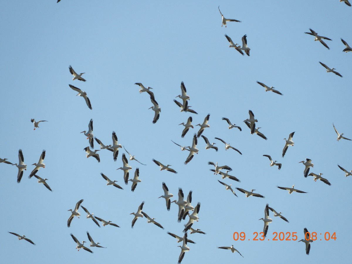 American White Pelican - ML642361447