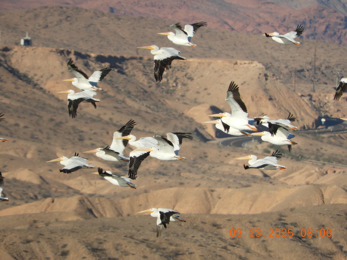 American White Pelican - ML642361448