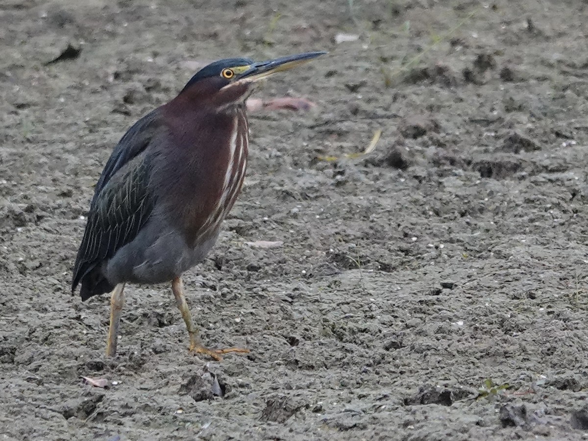 Green Heron - ML642361463