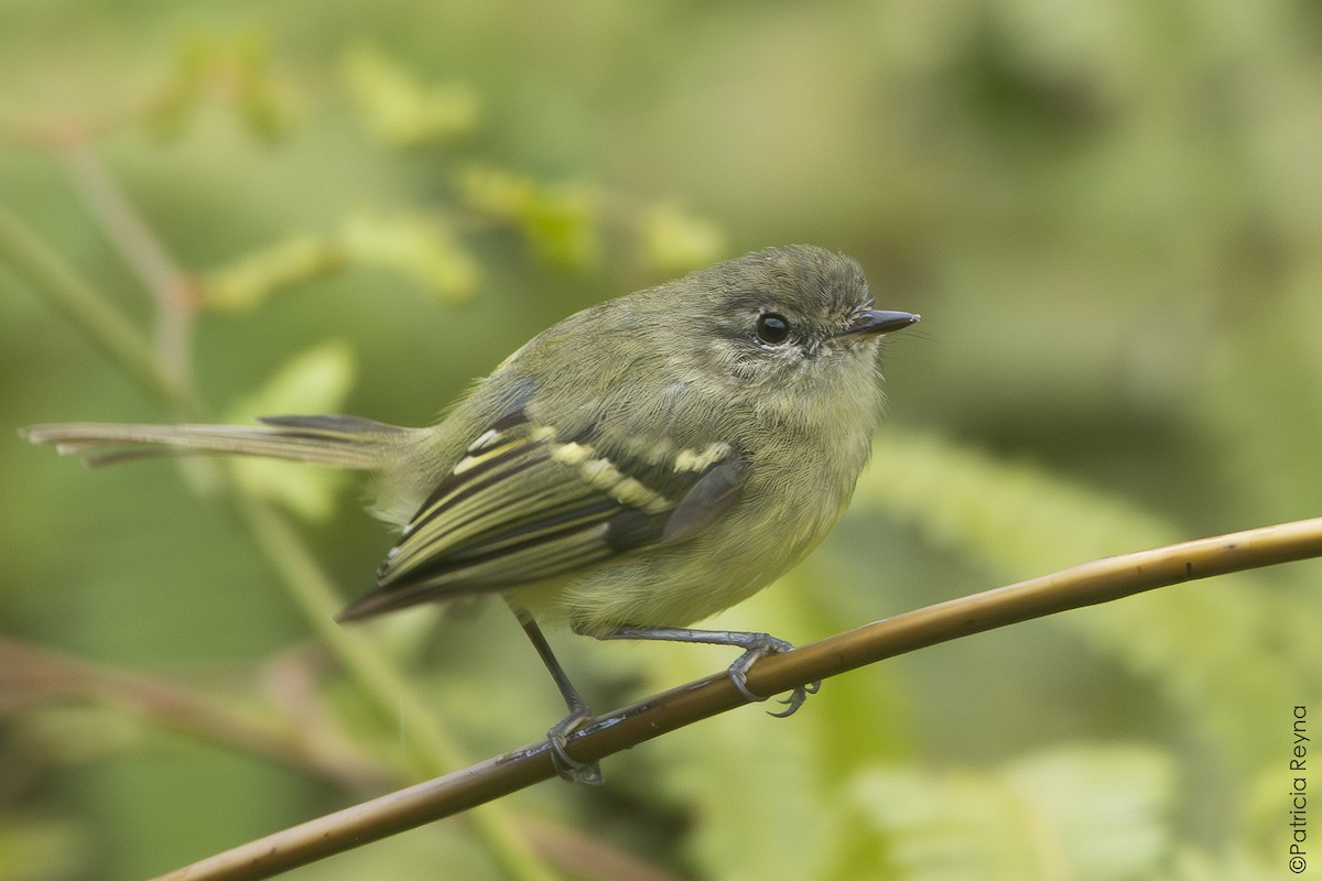 Mottle-cheeked Tyrannulet - ML642361464