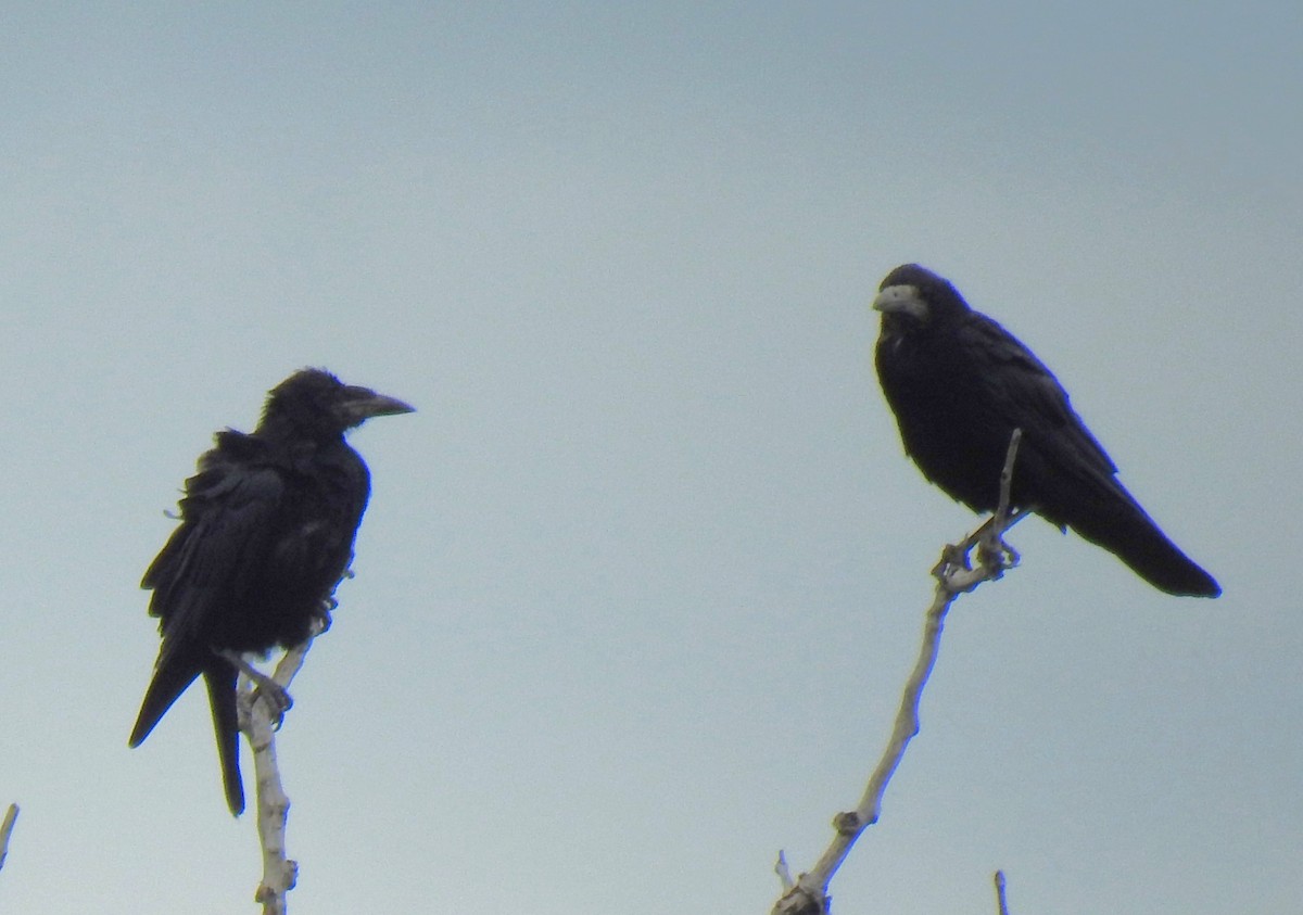Rook - ML642361484