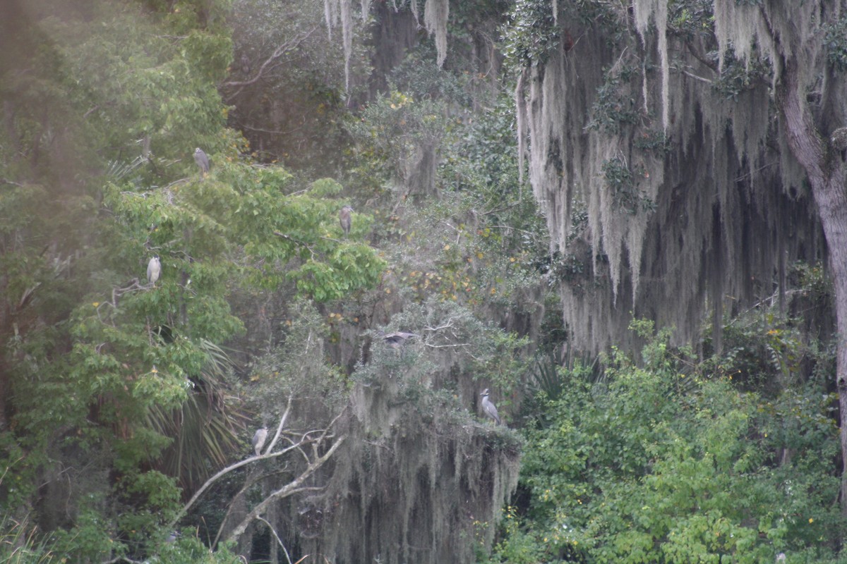 Yellow-crowned Night Heron - ML642361497