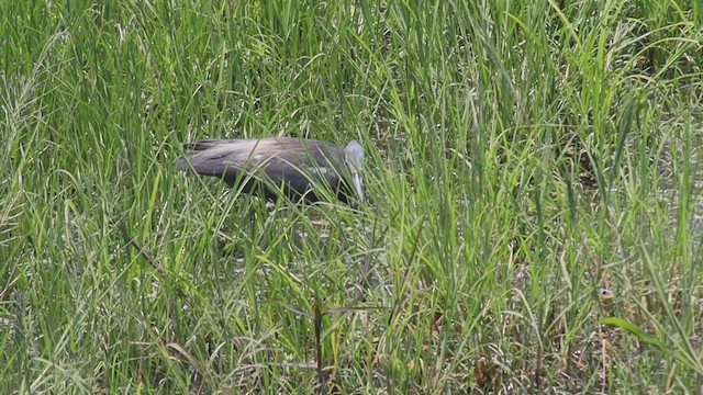 Tricolored Heron - ML642361499