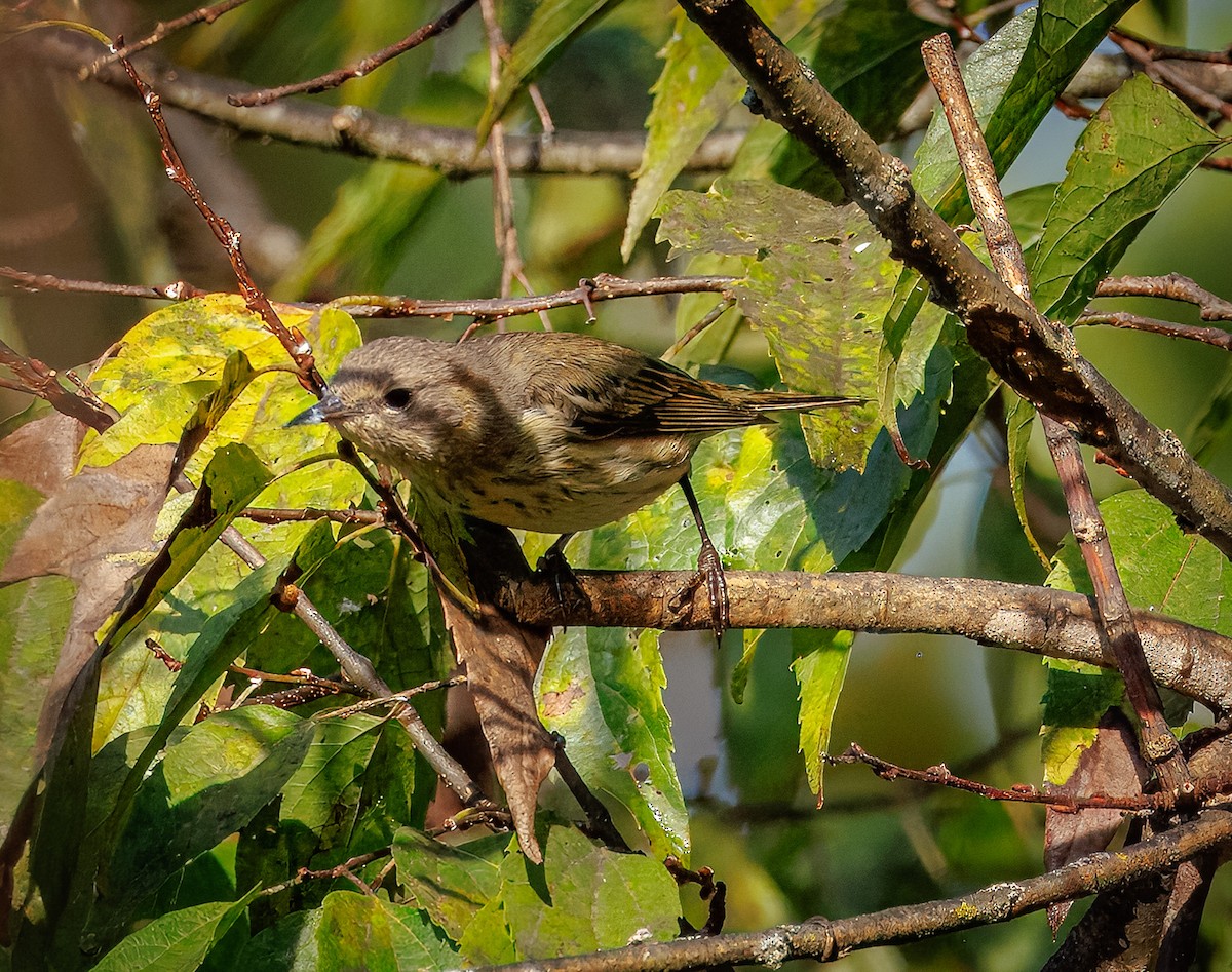 Cape May Warbler - ML642361547