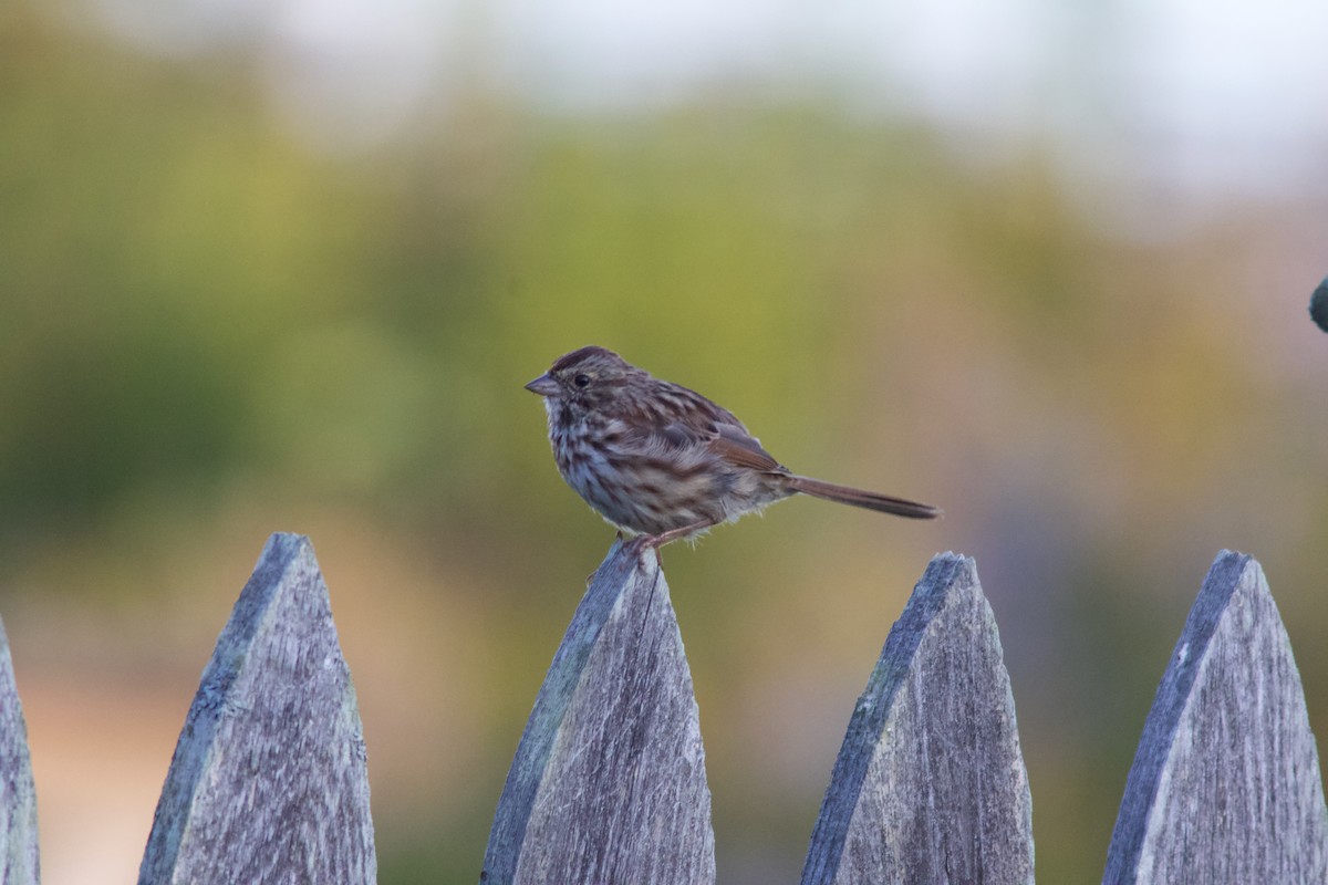 Song Sparrow - ML642361568