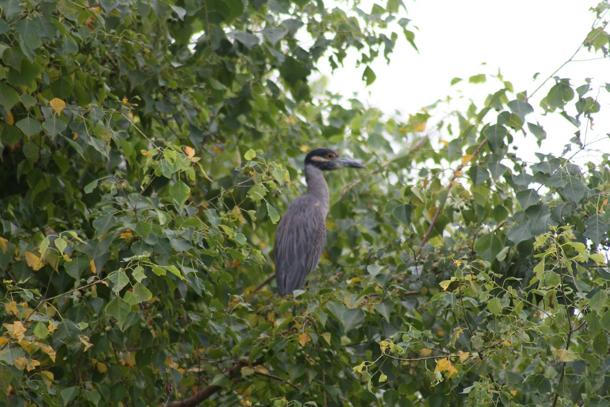 Yellow-crowned Night Heron - ML642361606
