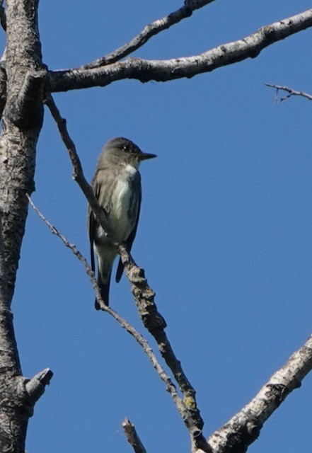 Olive-sided Flycatcher - ML642361608