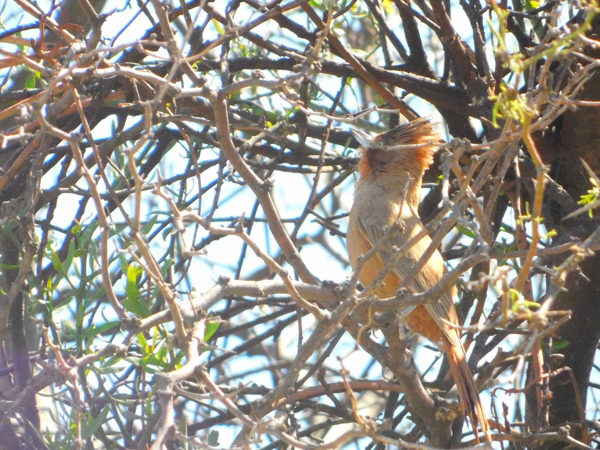 Brown Cacholote - ML642361618