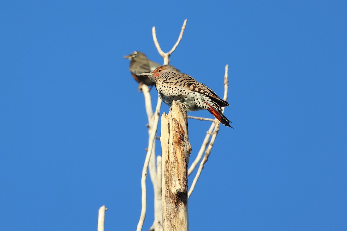 Northern Flicker - ML642361623