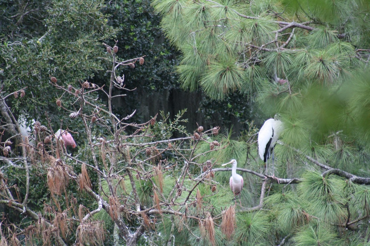 Roseate Spoonbill - ML642361633
