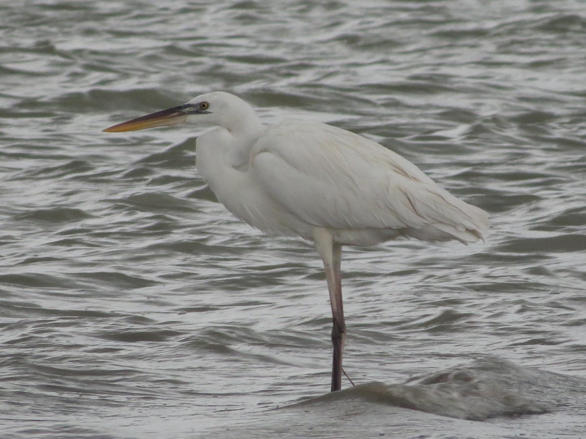 Great Blue Heron (Great White) - ML642361649