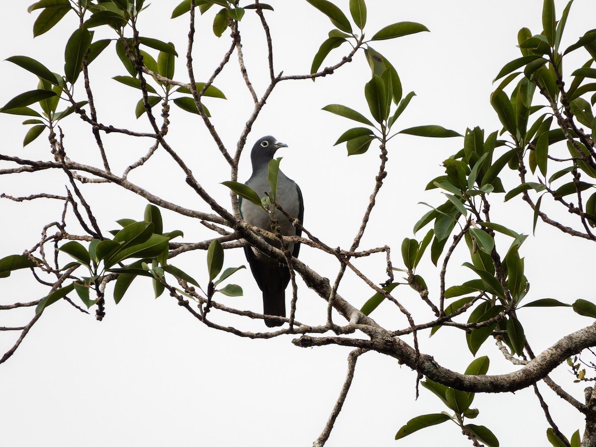 Spectacled Imperial-Pigeon - ML642361686