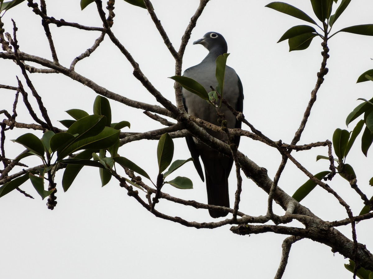 Spectacled Imperial-Pigeon - ML642361687