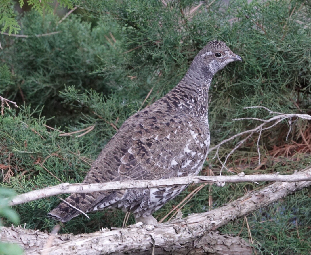 Dusky Grouse - ML642361711