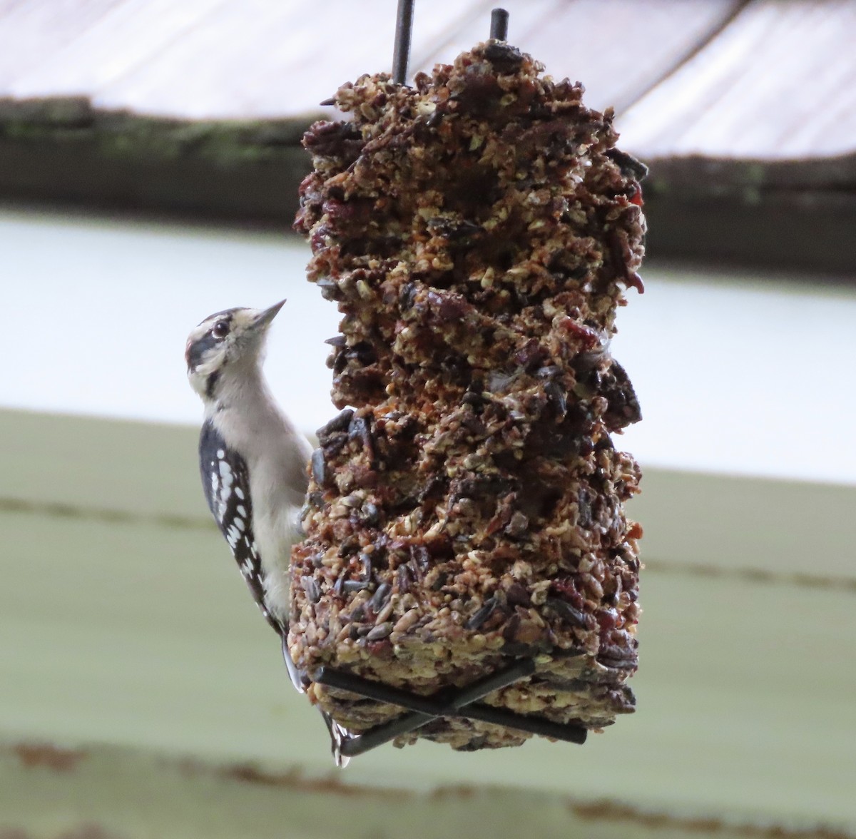 Downy Woodpecker - ML642361725