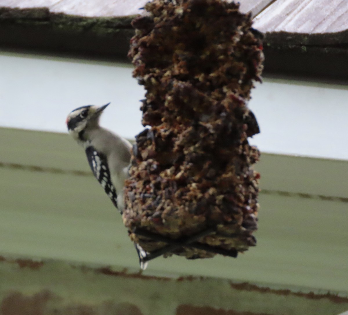 Downy Woodpecker - ML642361726