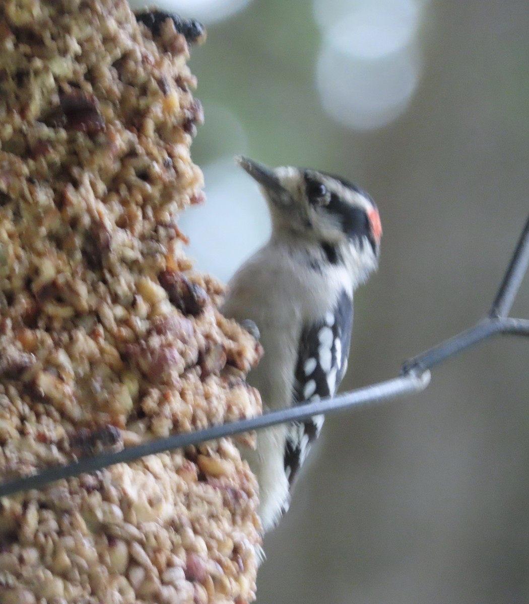 Downy Woodpecker - ML642361727