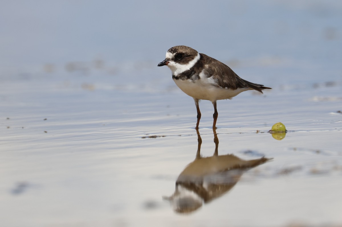 Semipalmated Plover - ML642361728