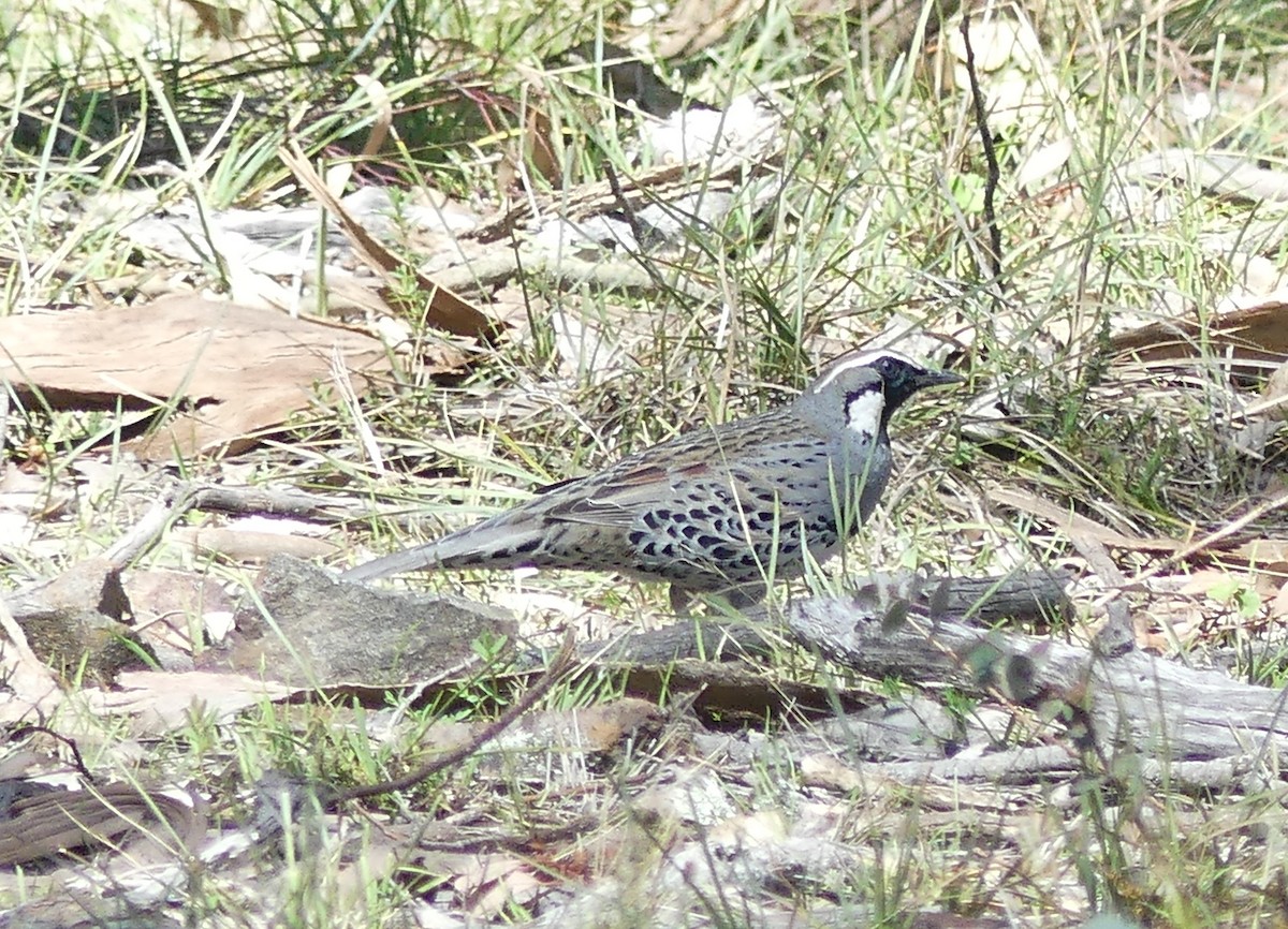 Spotted Quail-thrush - ML642361738