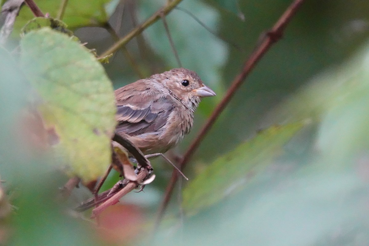 Indigo Bunting - ML642361744