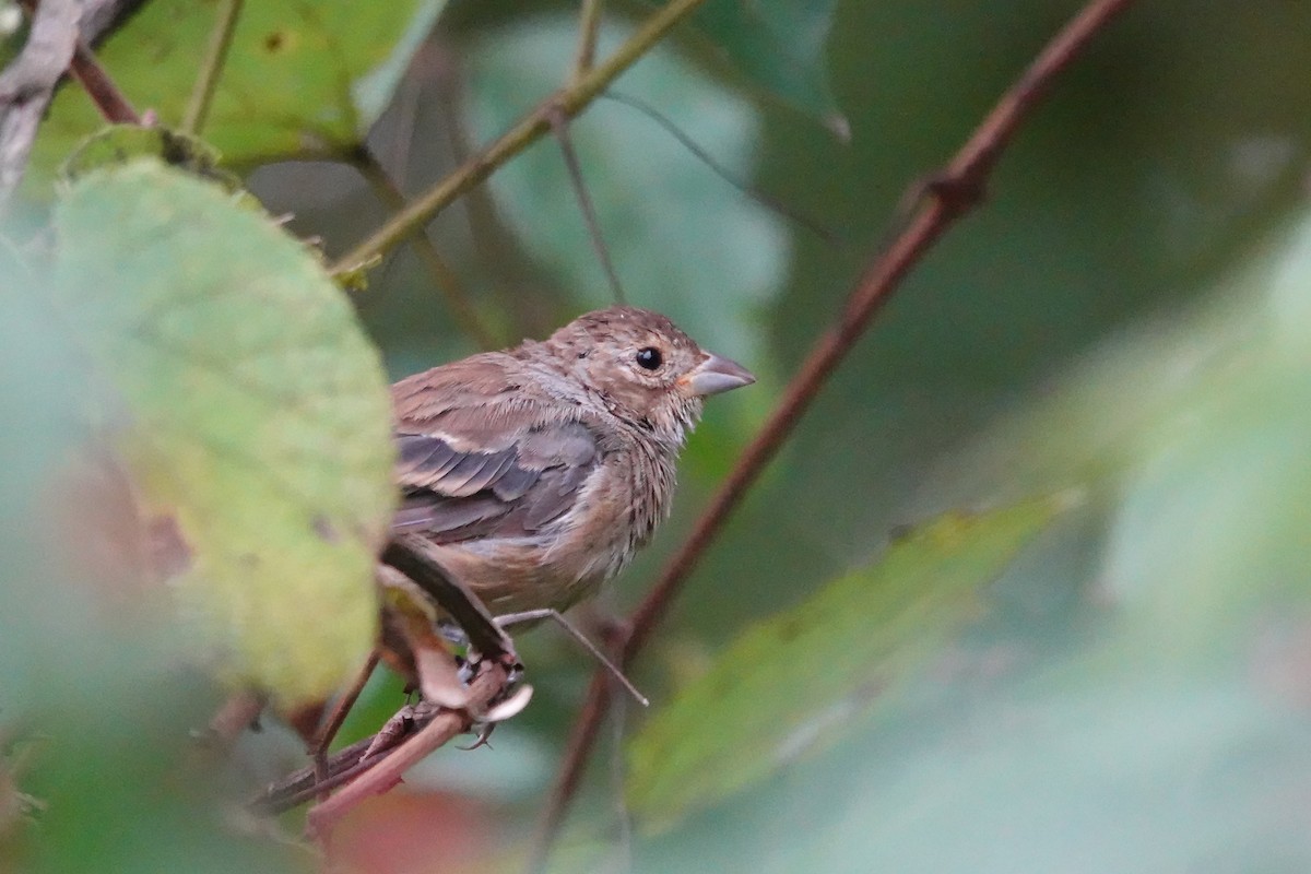 Indigo Bunting - ML642361745