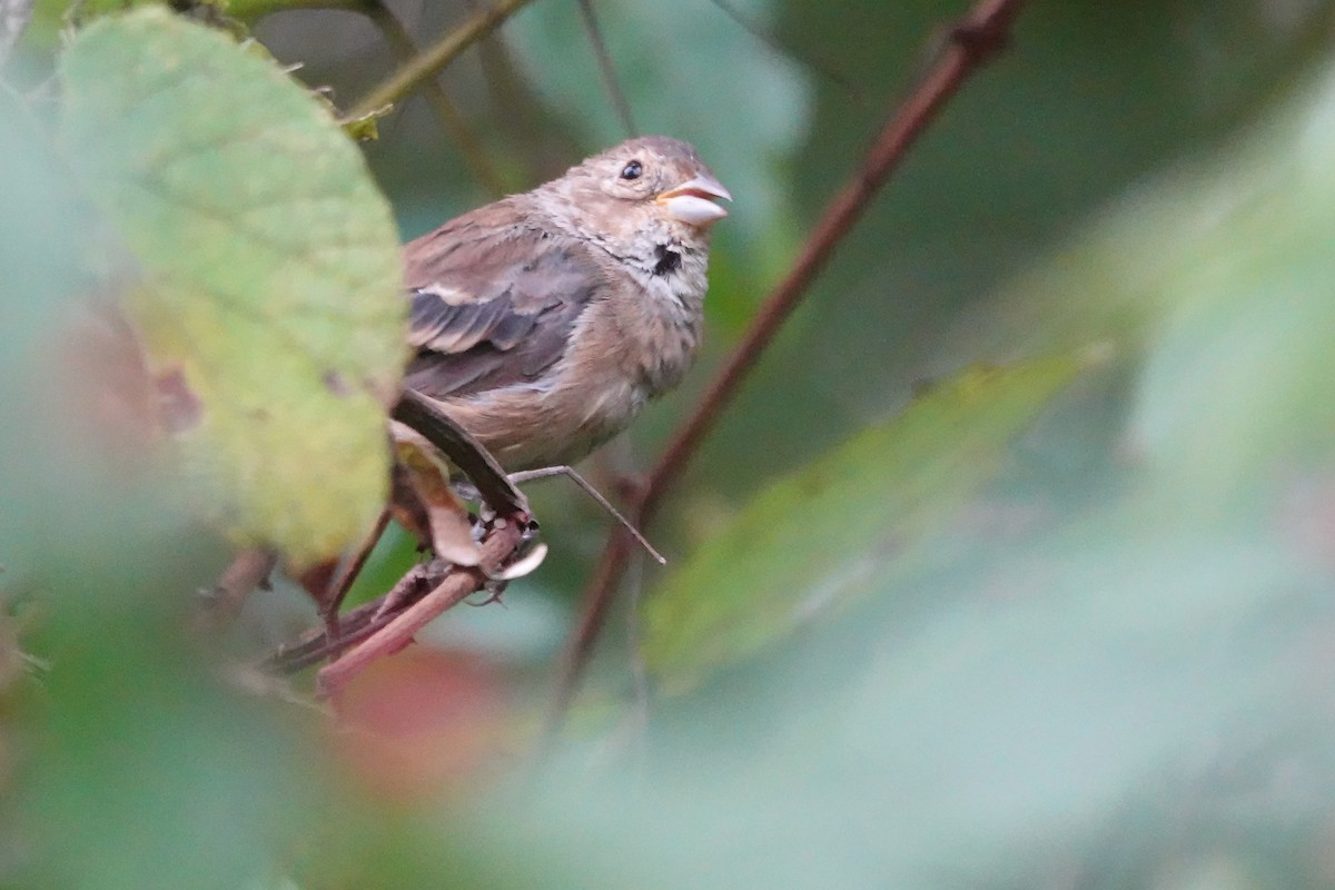 Indigo Bunting - ML642361746