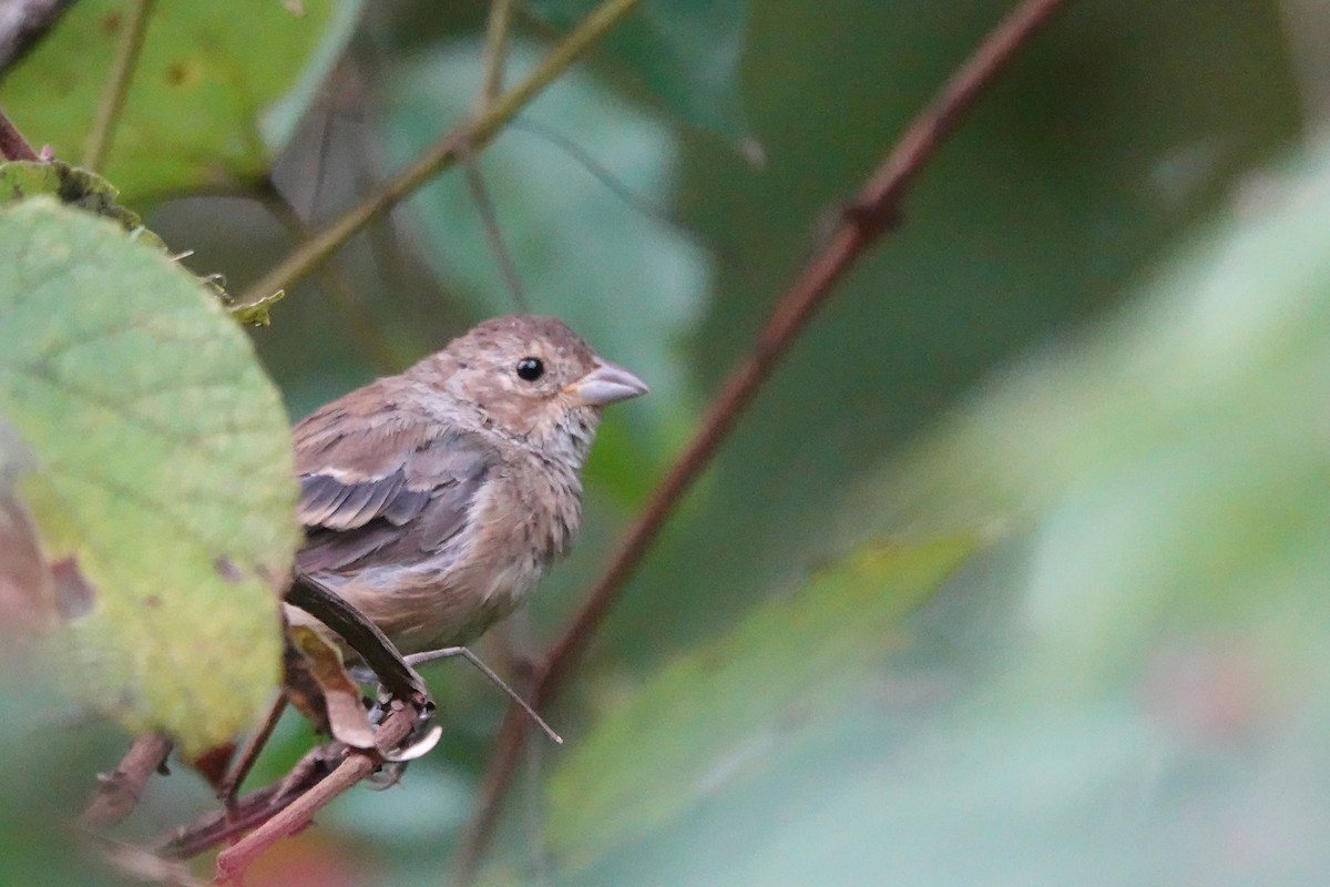 Indigo Bunting - ML642361747