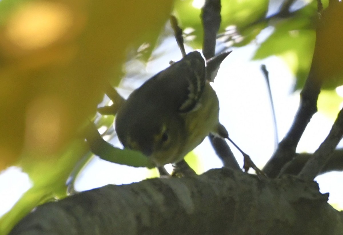 Blackpoll Warbler - ML642361755