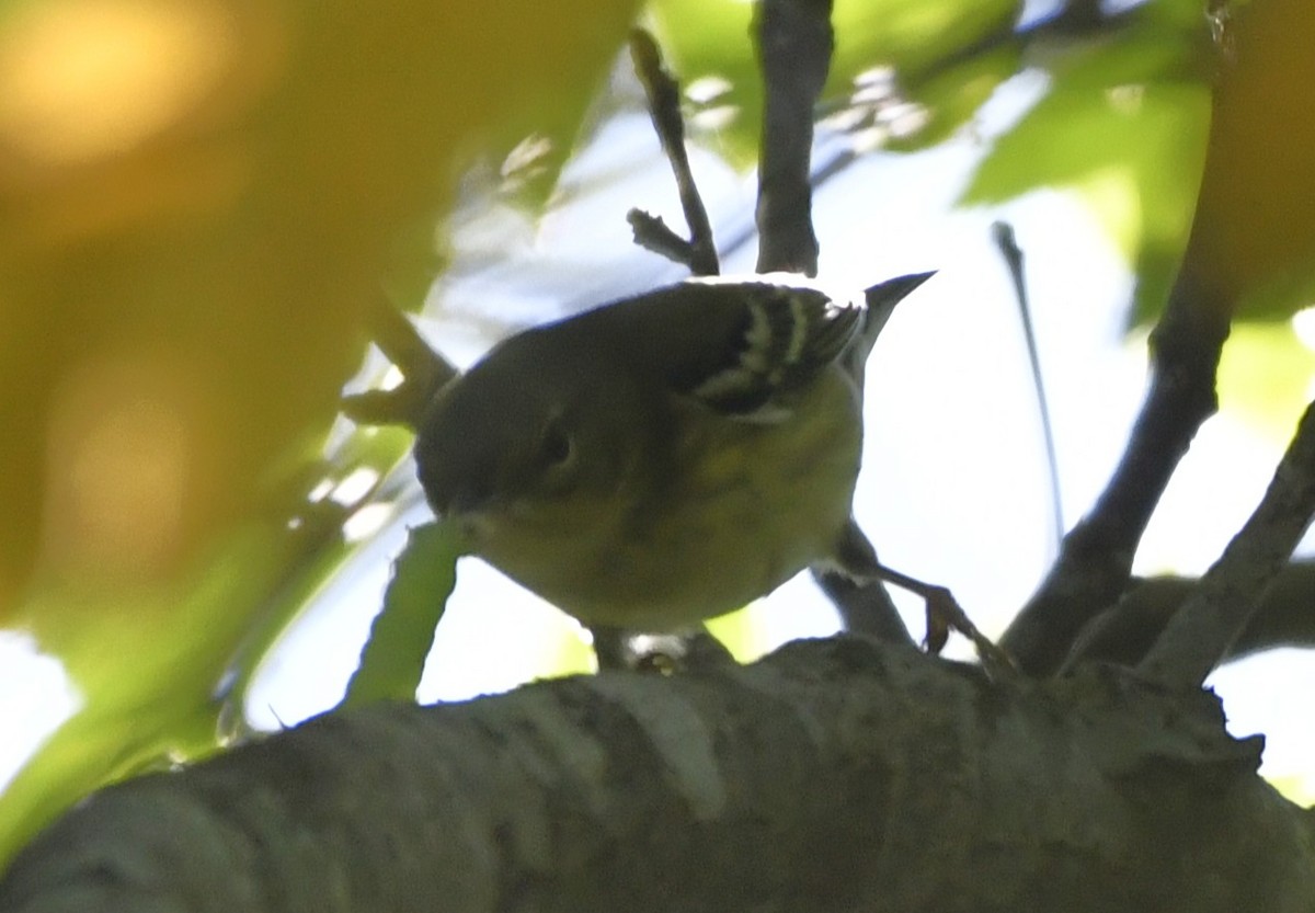 Blackpoll Warbler - ML642361756