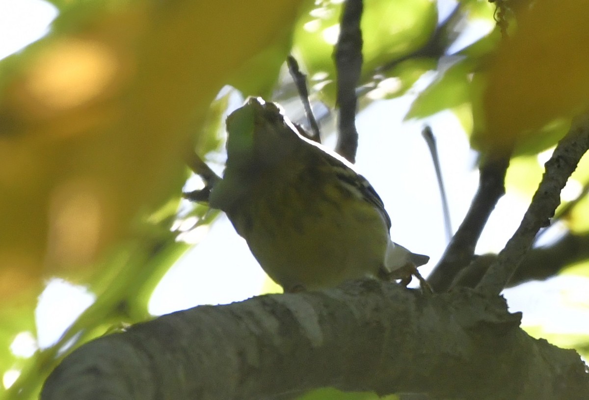 Blackpoll Warbler - ML642361757