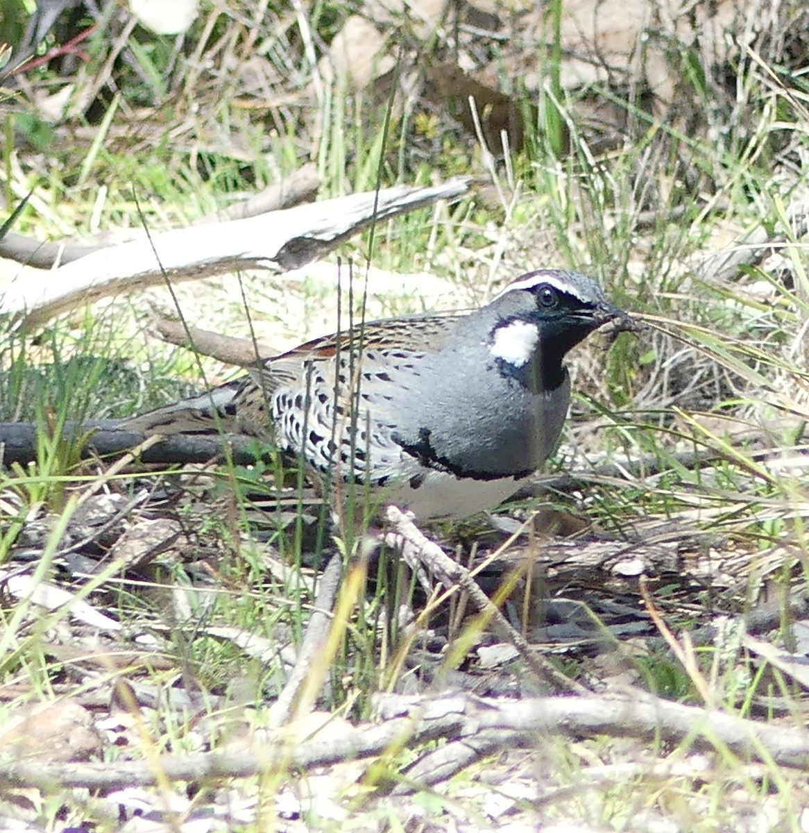 Spotted Quail-thrush - ML642361759