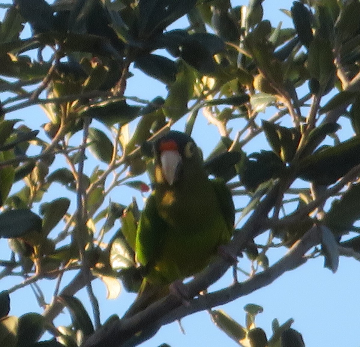 Orange-fronted Parakeet - ML642361765