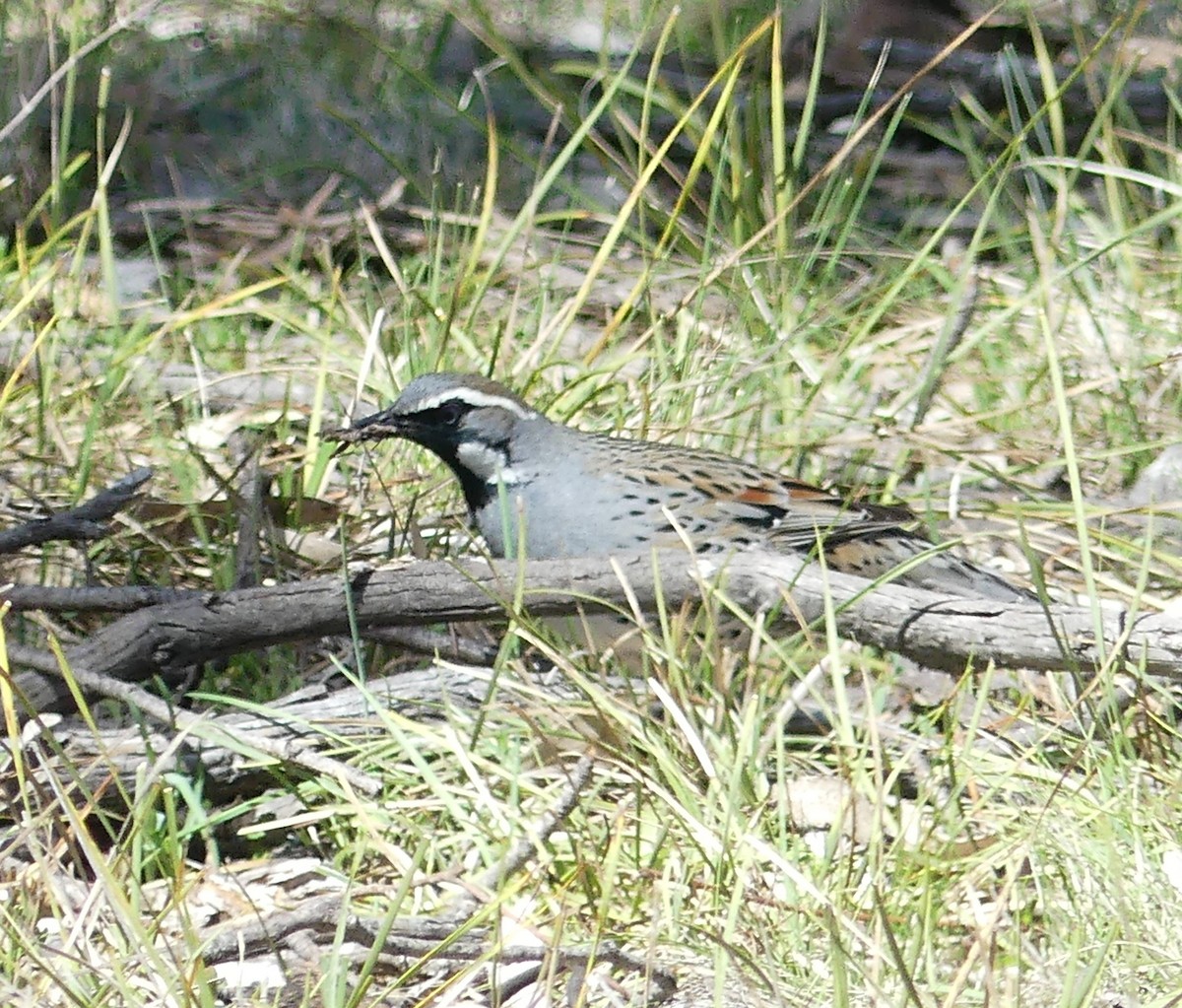 Spotted Quail-thrush - ML642361774