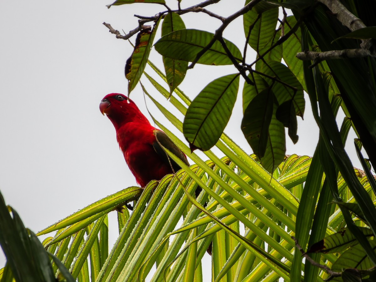 Chattering Lory - ML642361776