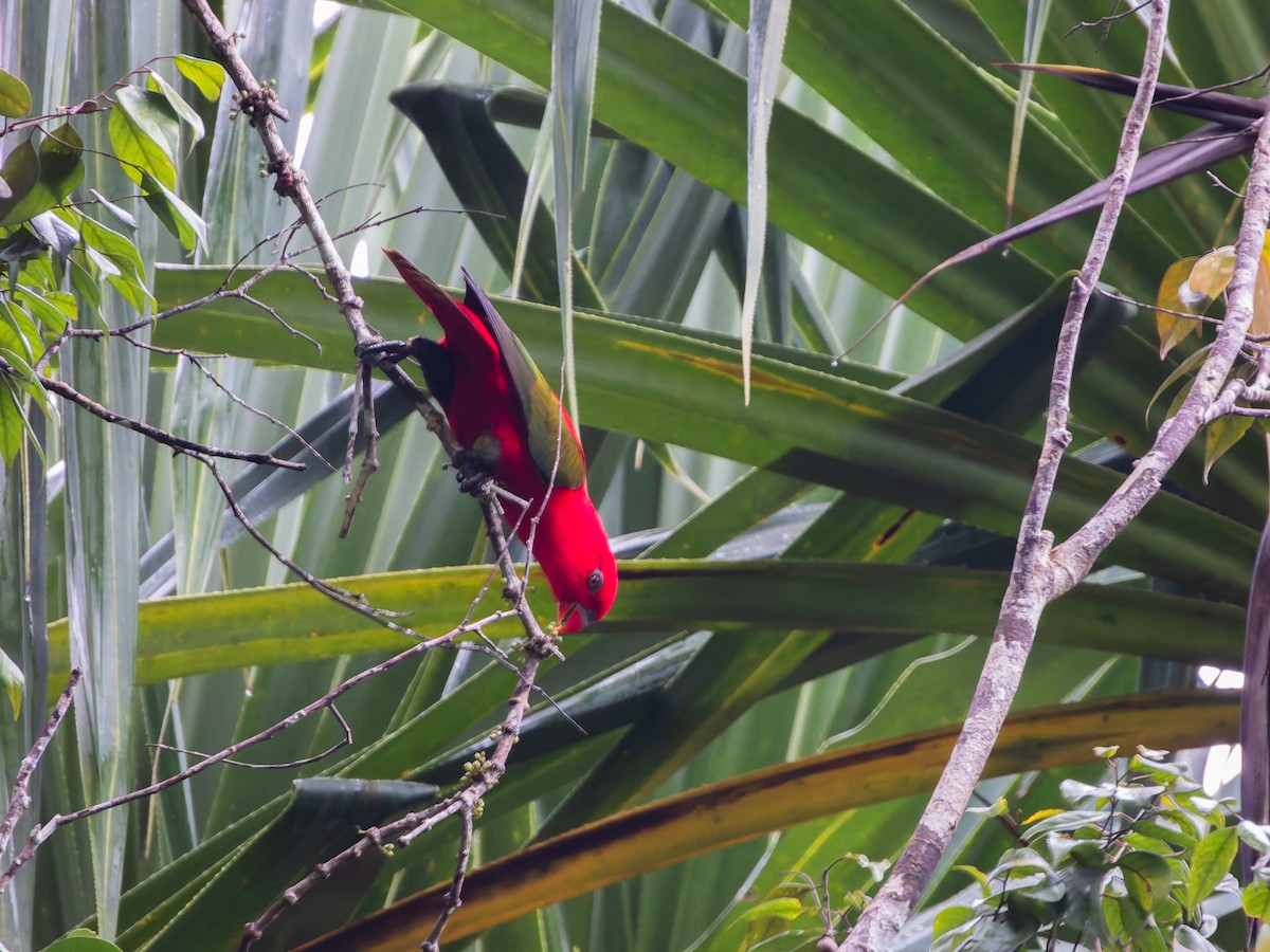 Chattering Lory - ML642361777
